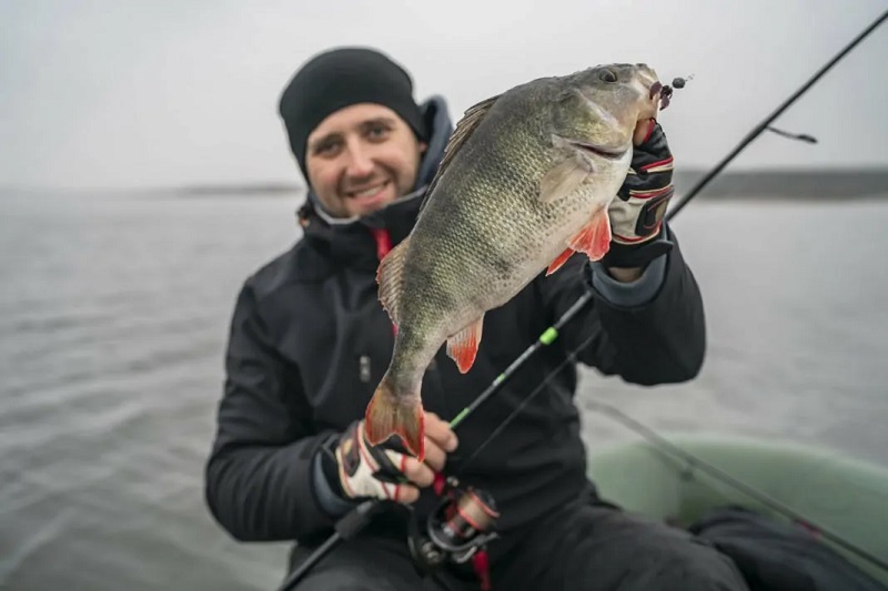 Spring perch fishing after spawning
