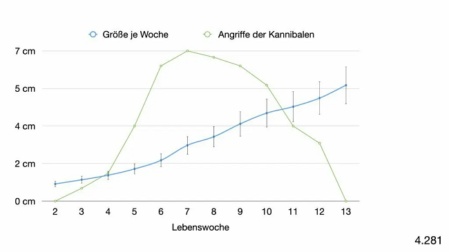 Diagram of the feeding window and suitable lure size for perch fishing