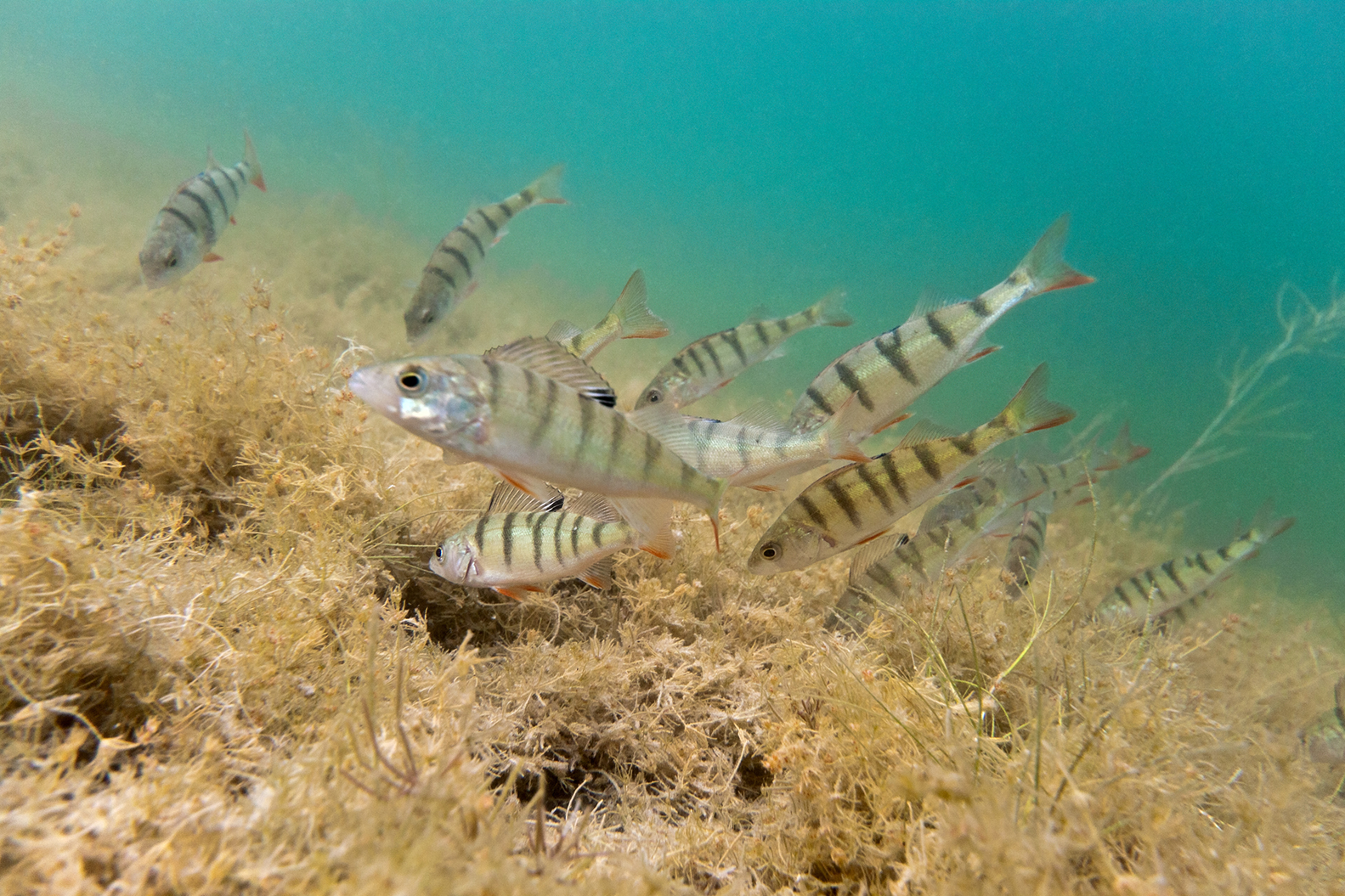 Perch searching for chironomid larvae as food in spring