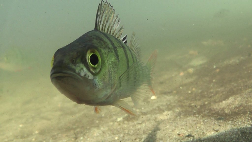 A large perch in a lake
