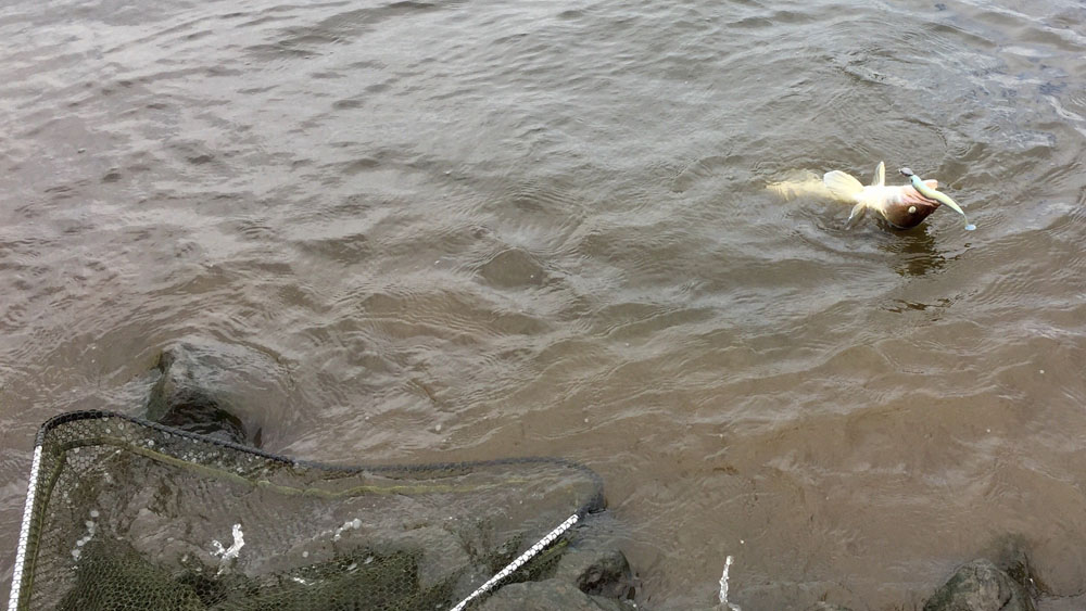 Using Deeper when fishing for zander from shore