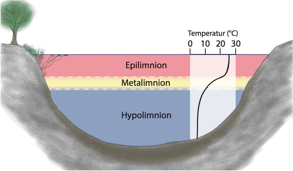 Diagram of the epilimnion, thermocline, and hypolimnion in a lake
