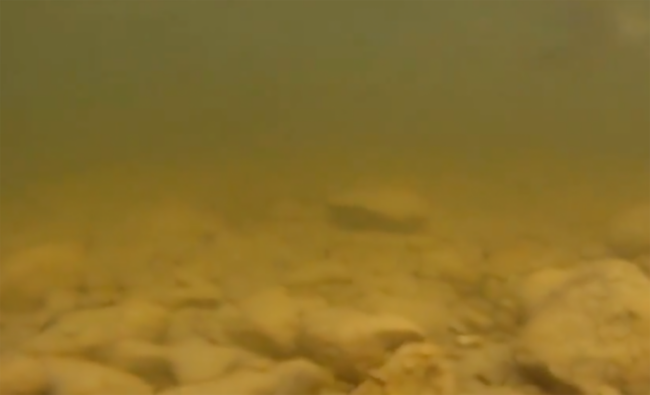 Original diagram of turbid water as a potential spring pike habitat