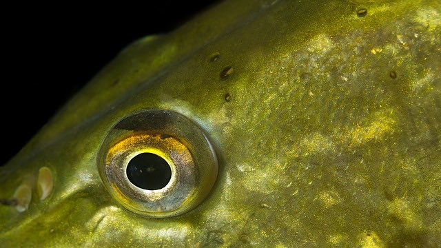 A pike's eye