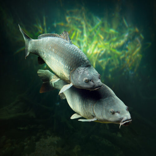 Carp spawning in shallow water