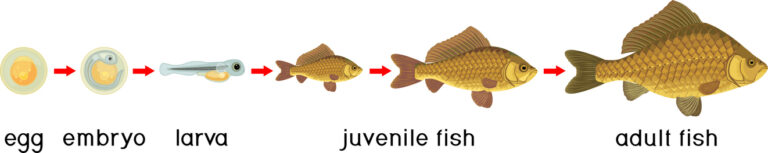 Carp development from egg, embryo, and larva to juvenile fish