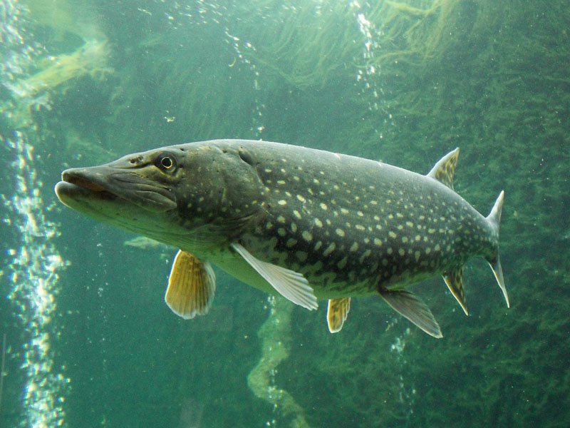 ᐅ How to catch a big pike? ᐅ【science based fishing tips】◁