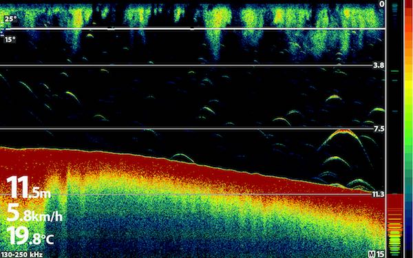 Live Sonar Tracks Fish in Real Time
