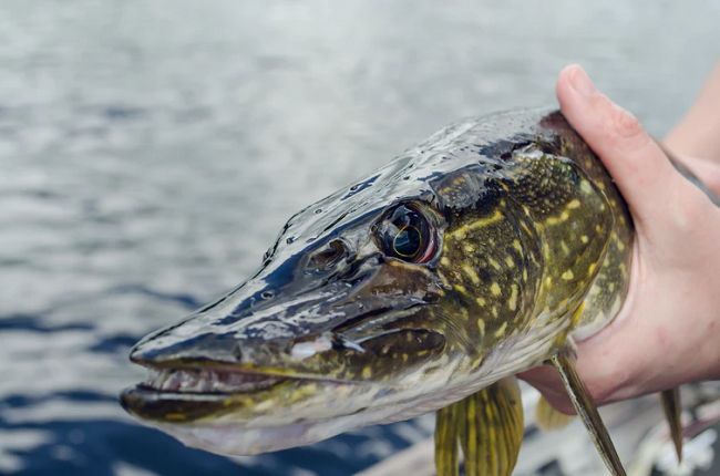 lllᐅ The (northern) pike: The ultimate guide【2021】⋆⋆