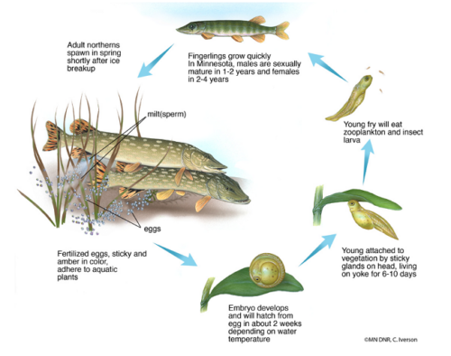 Lllᐅ The (northern) Pike: The Ultimate Guide【2021】⋆⋆